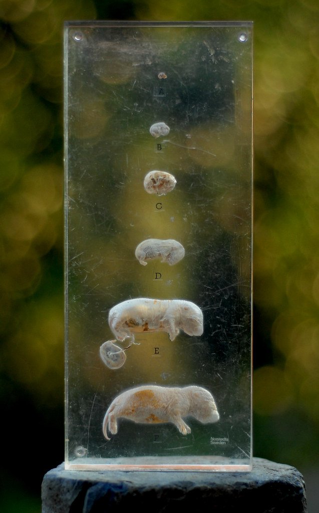 A clear plastic teaching block holding six preserved mouse embryos in a vertical row, labeled A through F, growing from a speck at the top to a fully formed pup at the bottom.