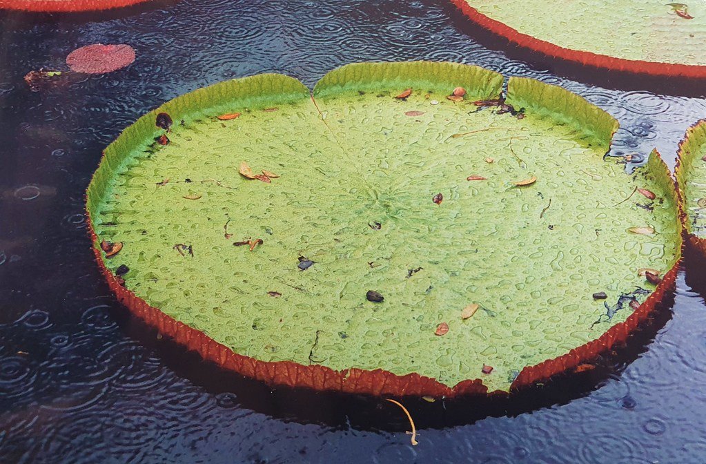 A single huge round lily pad with an upturned reddish rim floating on dark water.