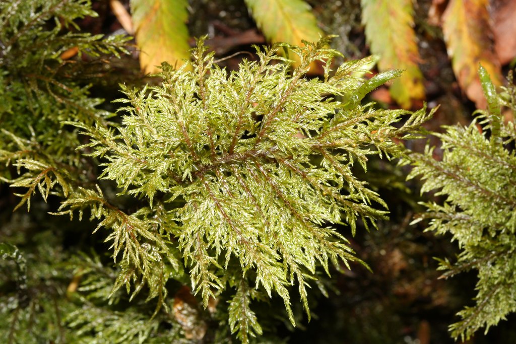 Close view of stair-step moss, a feathery pale green moss forming a dense mat on the forest floor.