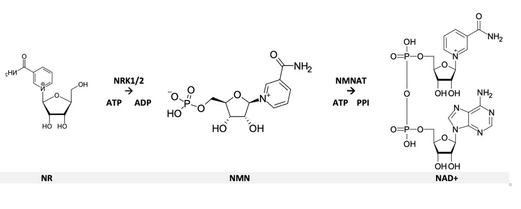 A three-step chemical scheme: the structure labeled NR converts to NMN by the enzymes NRK1 and NRK2, and NMN converts to NAD plus by the enzyme NMNAT.
