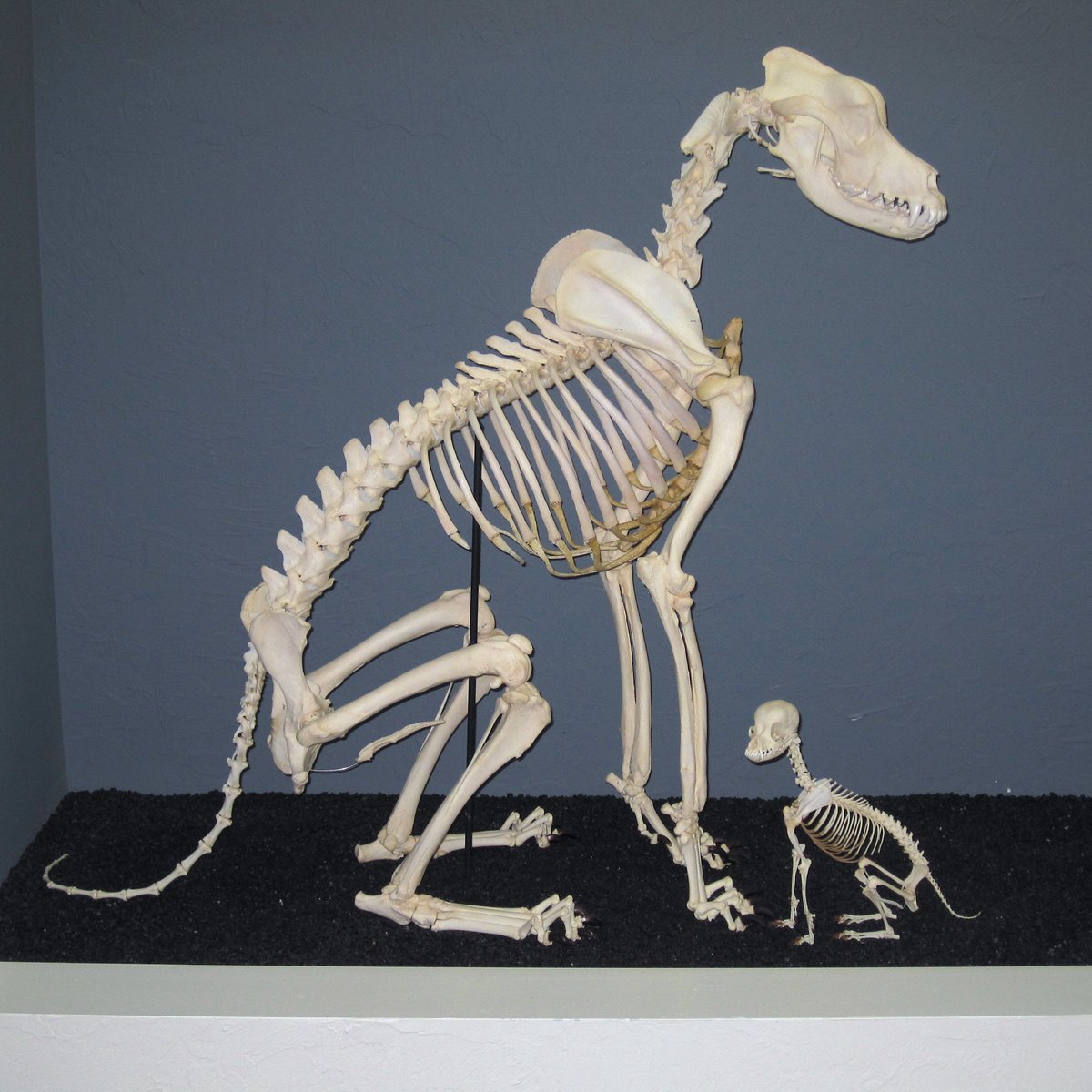 Two mounted dog skeletons on one display base, one several times the height of the other.