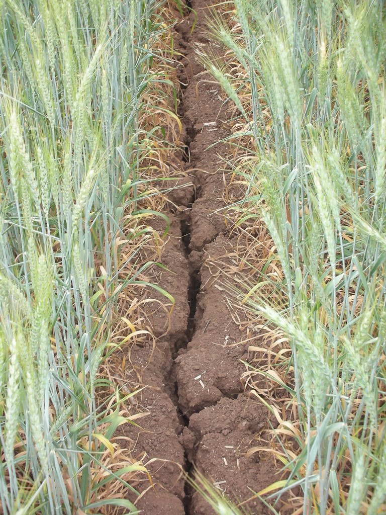 A cracked, dry furrow of bare soil running between two rows of green wheat whose lower leaves have yellowed.