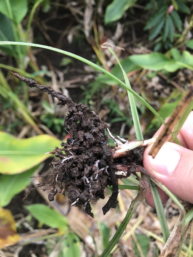 A hand holding an uprooted grass plant whose roots are wrapped in a thick jacket of dark, crumbly soil.