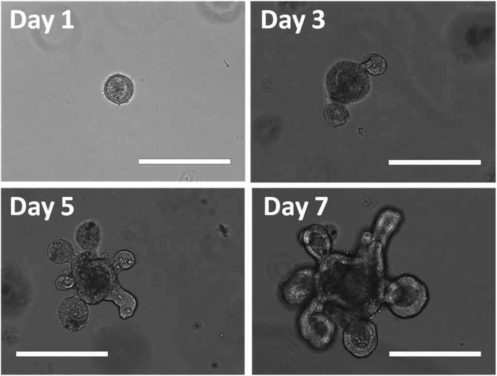 Four phase-contrast micrographs labeled Day 1, Day 3, Day 5 and Day 7 showing a gut organoid growing from a round ball of cells into a budded structure, each panel carrying a white scale bar.