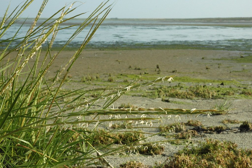 Slender grass stems with flowering spikes in the foreground at the edge of a wide bare tidal flat.