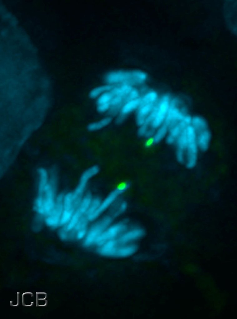Fluorescence micrograph of a dividing cell, showing two cyan groups of chromosomes pulling apart with two small green spots in the gap between them.