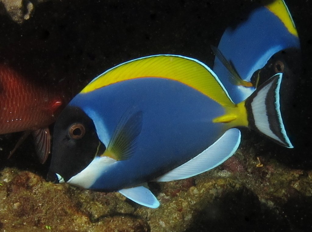 A blue and yellow surgeonfish grazing algae on reef rock, with a second fish behind it.