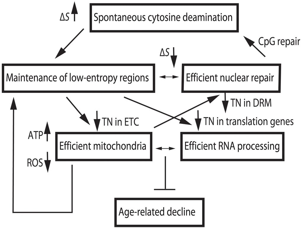 A diagram of the authors' longevity model, linking low methylation entropy at gene promoters to mitochondrial function, RNA processing and nuclear repair in a feedback loop.