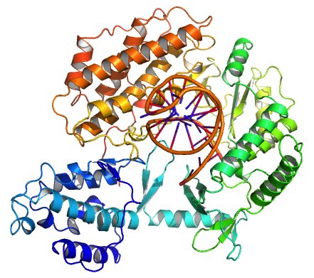 Ribbon model of an insect telomerase reverse transcriptase colored blue through red, wrapped around a short orange nucleic acid strand.