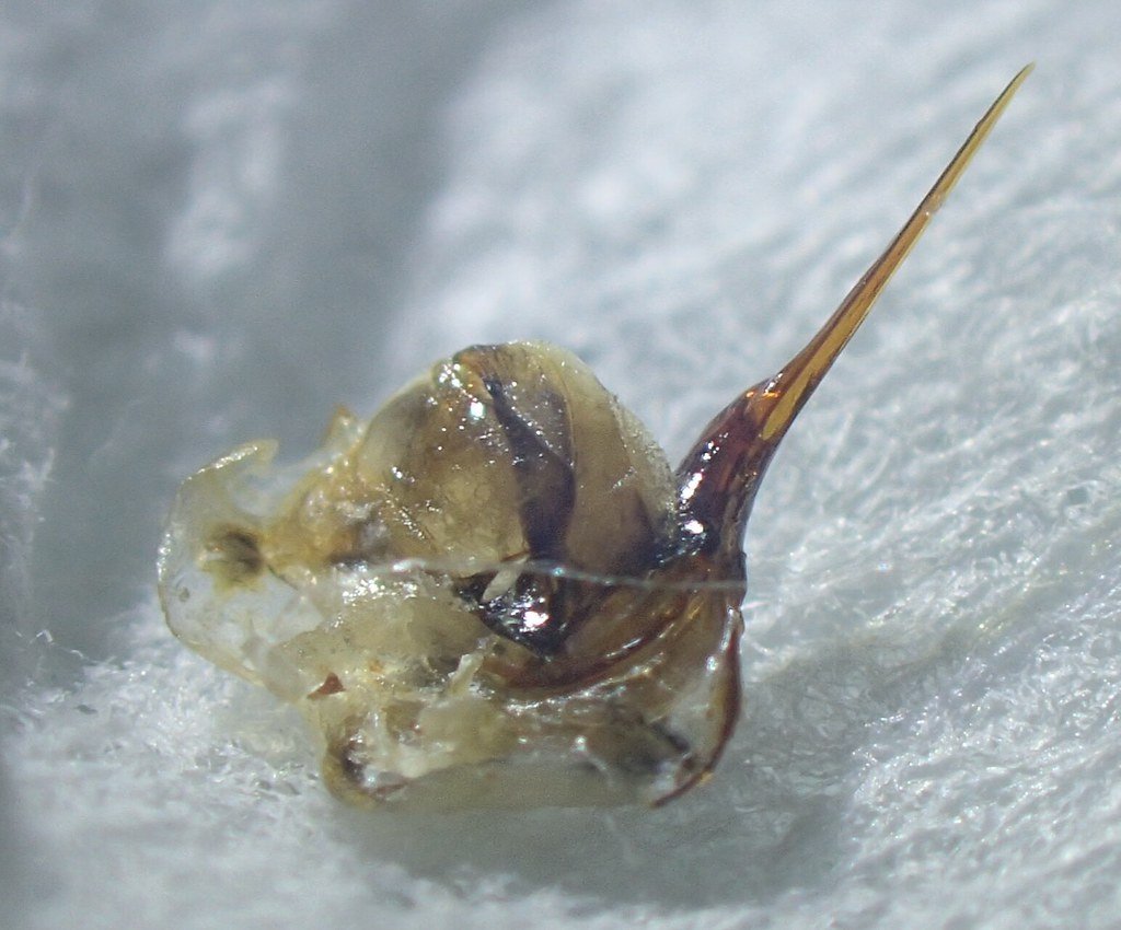Macro photograph of a honey bee stinger that has detached from the bee, lying on white fabric.