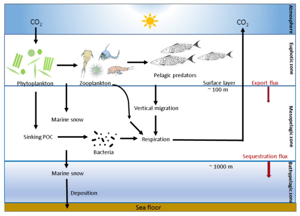 Diagram of ocean layers showing phytoplankton, zooplankton, marine snow, sinking particulate carbon and bacteria, with export and sequestration arrows.
