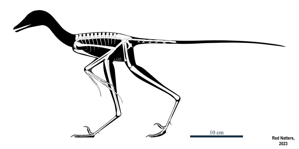A black and white skeletal drawing of a small two-legged feathered dinosaur in side view, with a 10 cm scale bar.