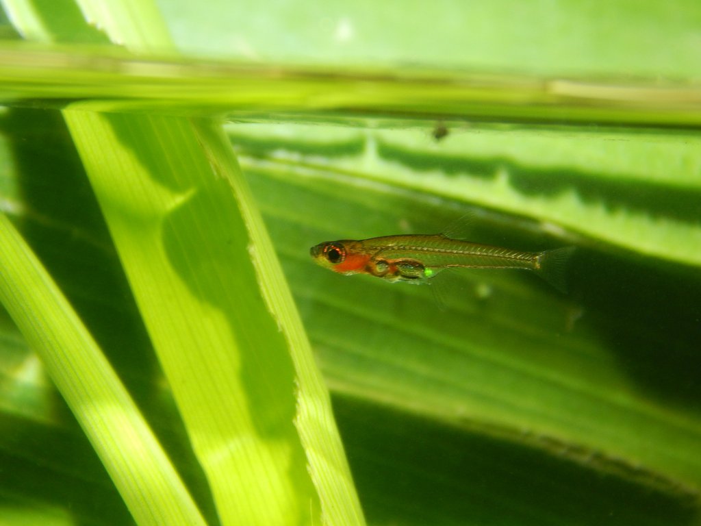 A very small orange and green fish hovering in shallow water among submerged grass blades.