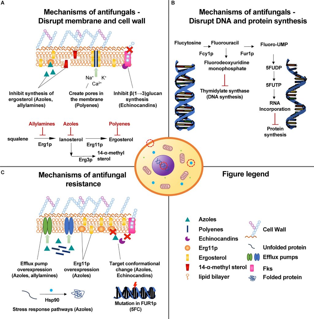 A four part diagram showing where antifungal drugs act on a fungal cell, the chemical pathways involved, and mechanisms of antifungal resistance.