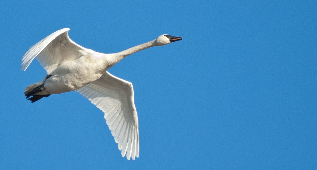 A single trumpeter swan in flight against a clear blue sky, wings angled down in mid-beat.