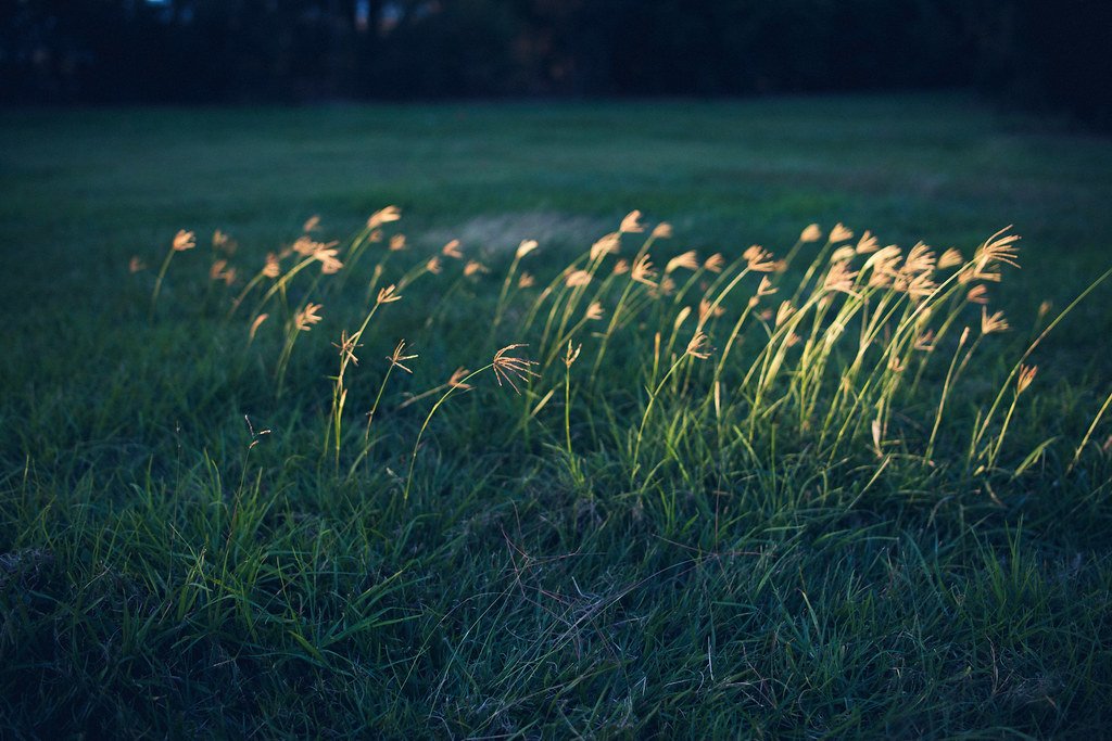 Grass seed heads catching low evening light, all leaning the same way across a dark green meadow.