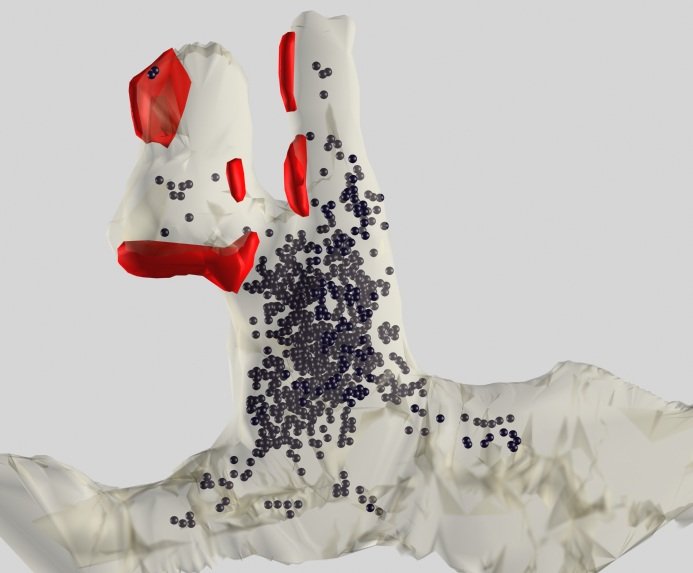 Three-dimensional model of a single dendritic spine, a pale branching shape with red patches marking synaptic contacts and dark beads scattered inside it.
