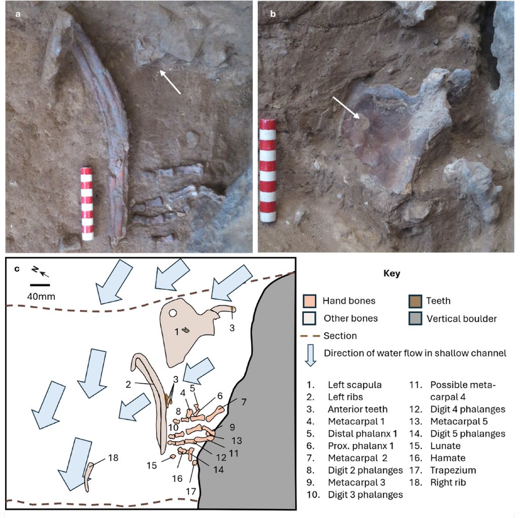 Two excavation photographs of bones partly embedded in sediment with a striped scale bar, above a numbered plan of the bones.