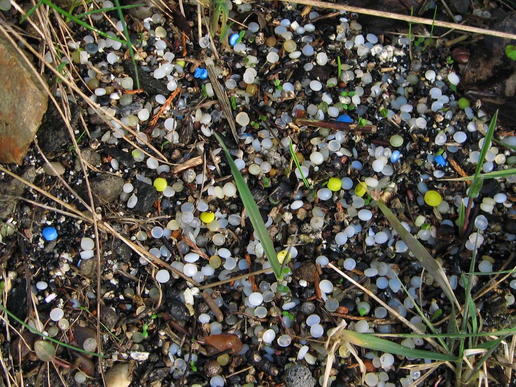 Hundreds of small round plastic pellets, mostly white and translucent with a few blue, green and yellow ones, scattered among grit, dry stems and blades of grass.