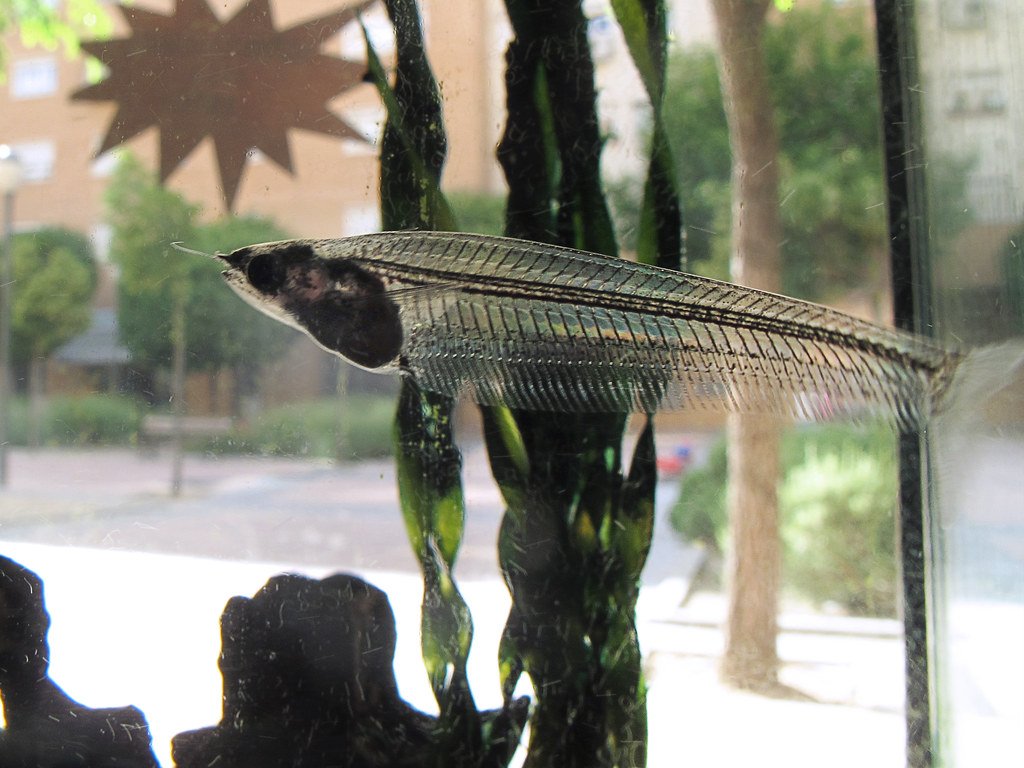 A single near-transparent catfish seen in side view through aquarium glass, its backbone and the long fin along its underside visible end to end.