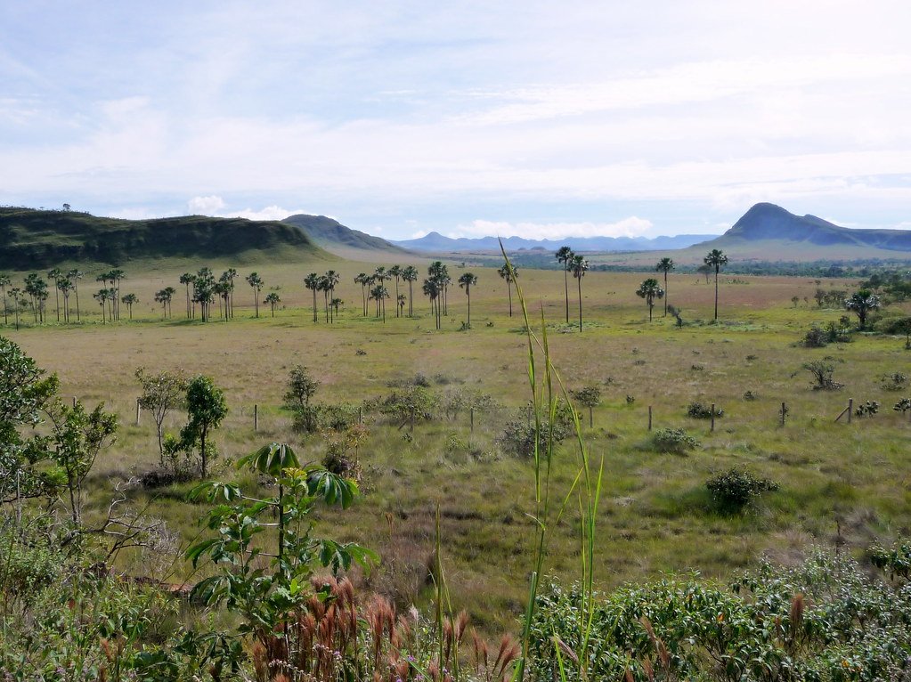 Cerrado landscape of open grassland with scattered shrubs, a line of tall palms and flat-topped hills in the distance.