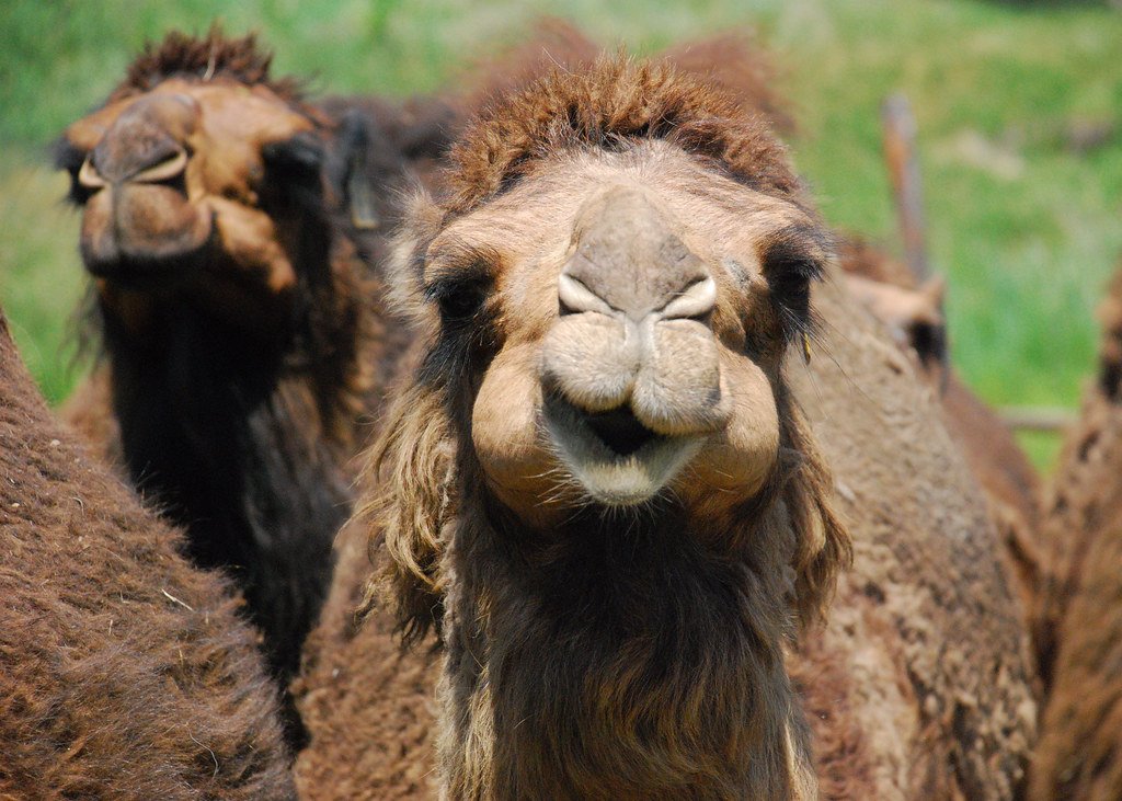 Two camels with thick winter coats facing the camera on green pasture.