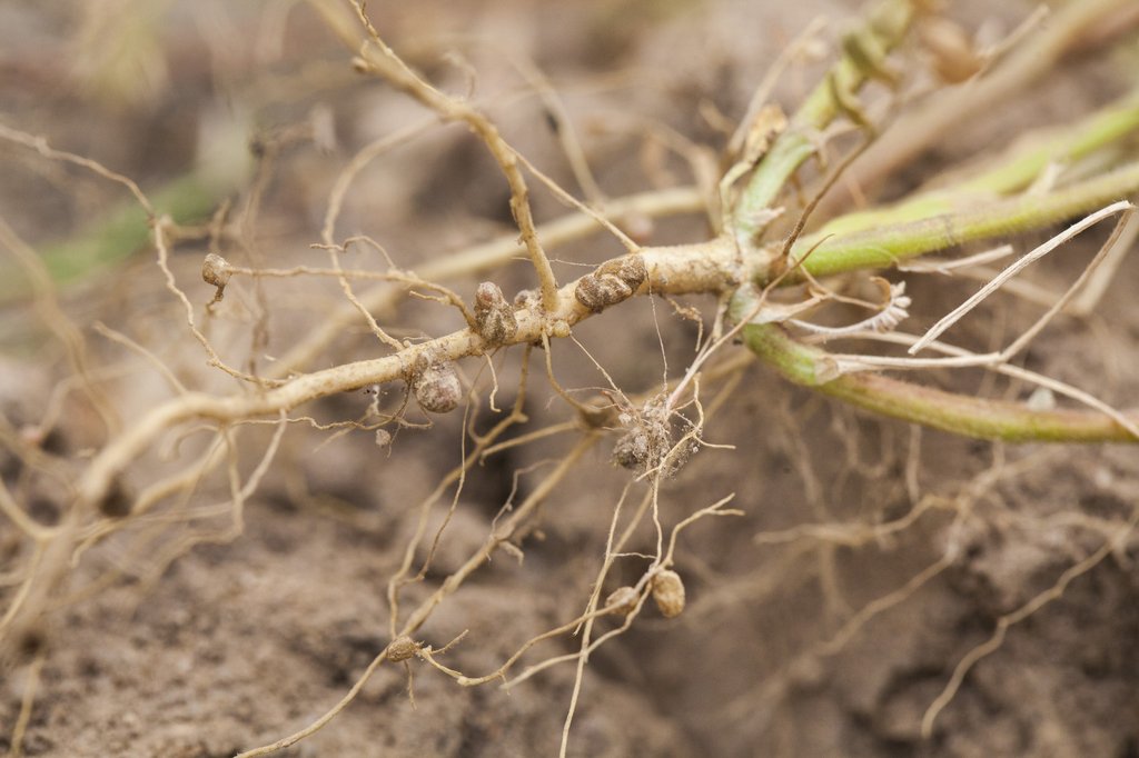 Close-up of a legume root system lifted from soil, with small pale nodules along the fine roots.
