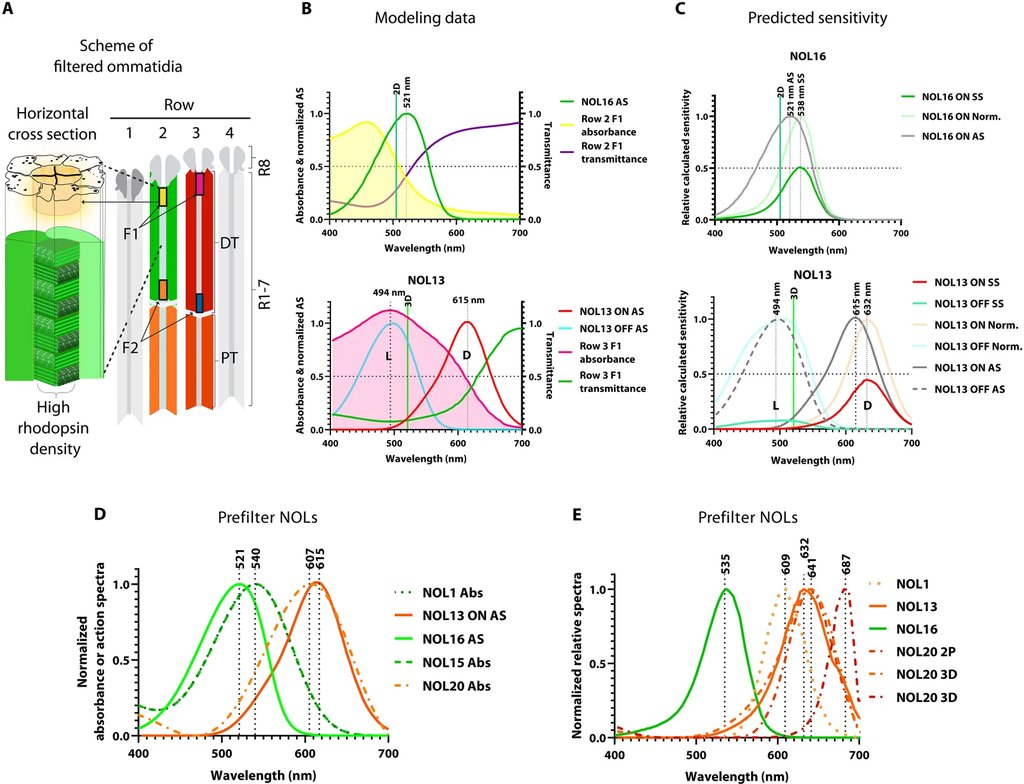 Scientific figure with a cross section diagram of filtered ommatidia and absorbance curves plotted from 400 to 700 nanometers.