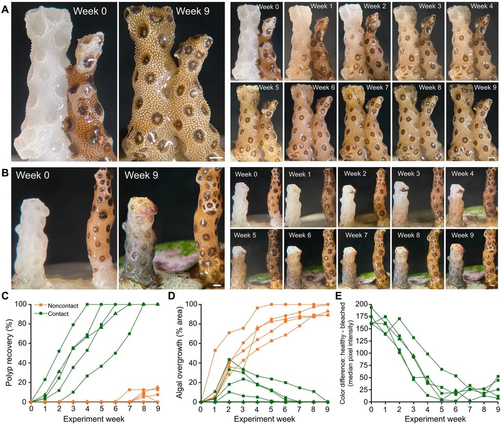 Journal figure with weekly stereo microscope images of paired coral fragments and line graphs of polyp recovery, algal overgrowth and color change.