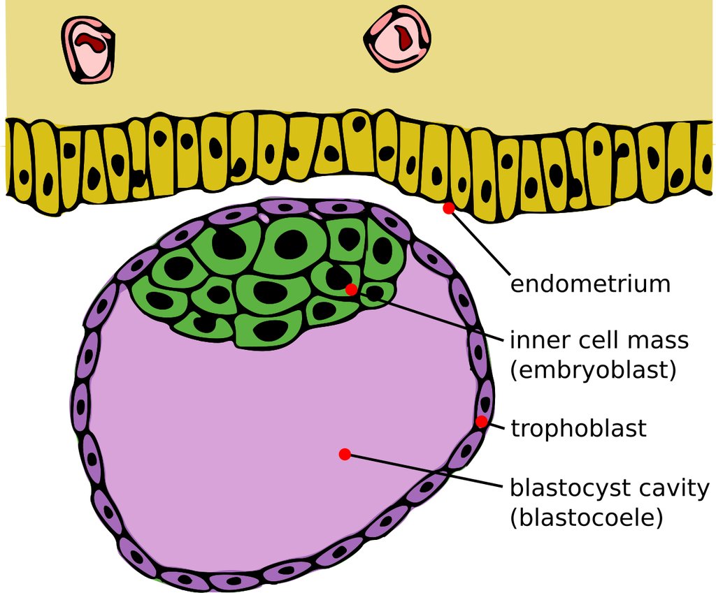 Labeled diagram of a blastocyst beside the uterine lining, showing the inner cell mass, the surrounding trophoblast layer and the fluid-filled cavity.