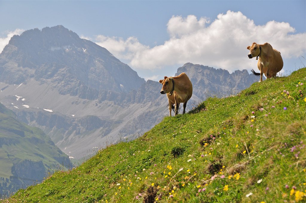 Two brown cows walk across a steep green mountain meadow with a rocky peak behind them.