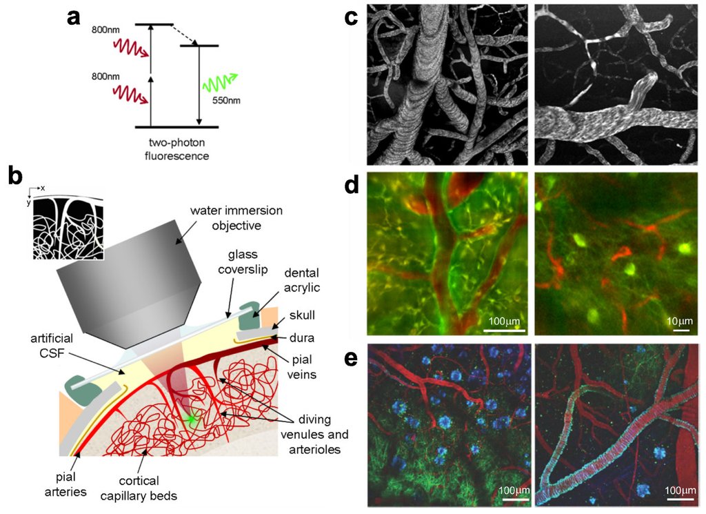 A multi-panel scientific figure: an energy diagram of two-photon fluorescence, a cutaway drawing of a microscope objective sitting over a glass window in the skull, and gray and color micrographs of blood vessels and cells in the cortex.
