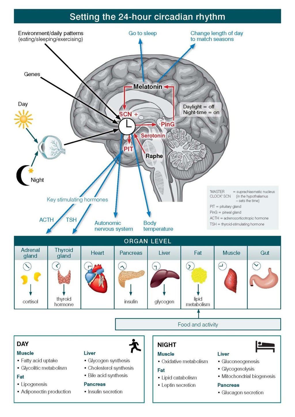 Infographic showing how light reaching the eye, genes and daily patterns set the brain's 24-hour clock, which then drives melatonin, body temperature and day and night metabolism in the heart, liver, pancreas, fat, muscle and gut.