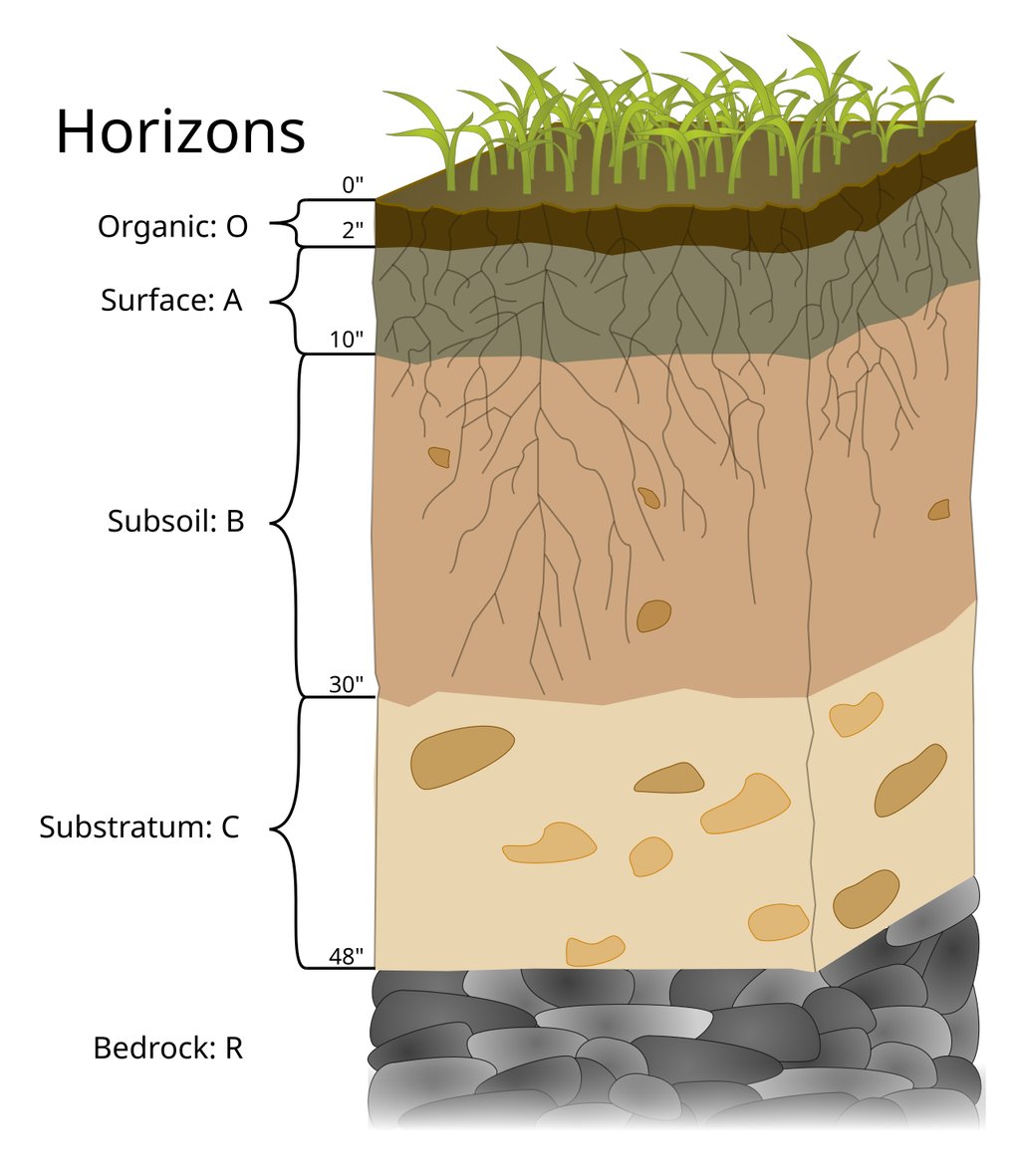 A labeled diagram of a soil profile in cross section, with an organic layer at the surface, then surface soil, subsoil, substratum and bedrock, and roots reaching down through the upper layers.