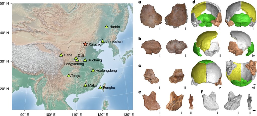 A relief map of eastern China with fossil sites labeled and Xujiayao starred, beside surface scans of a parietal bone, an occipital bone, a temporal bone and a jaw with colored virtual reconstructions.
