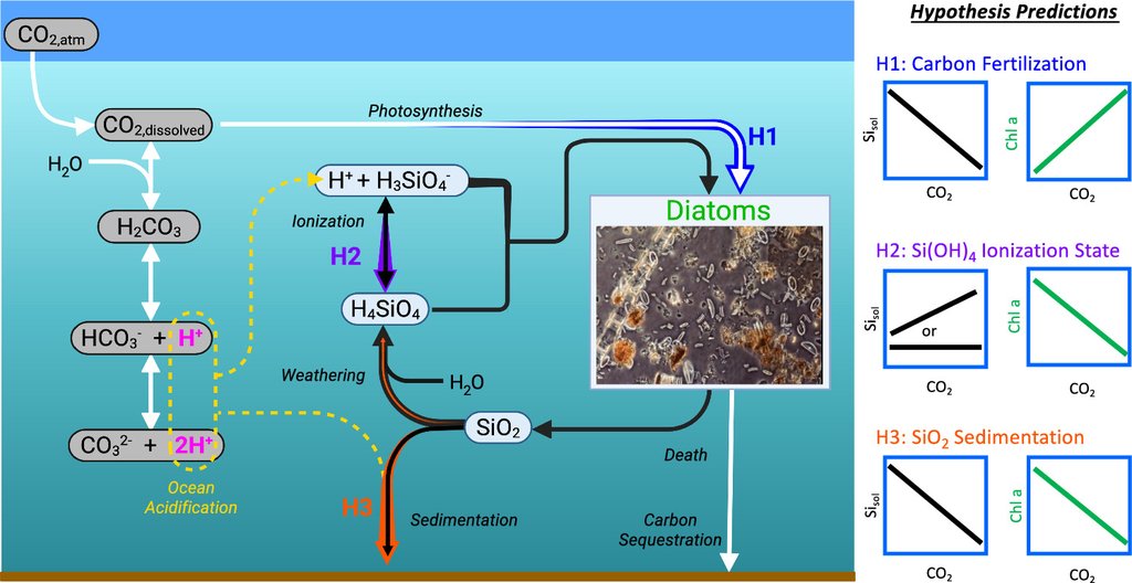 Conceptual diagram with arrows linking atmospheric carbon dioxide, dissolved carbon dioxide and carbonic acid in seawater, silica weathering and sedimentation, and diatom production, with three labeled competing hypotheses.