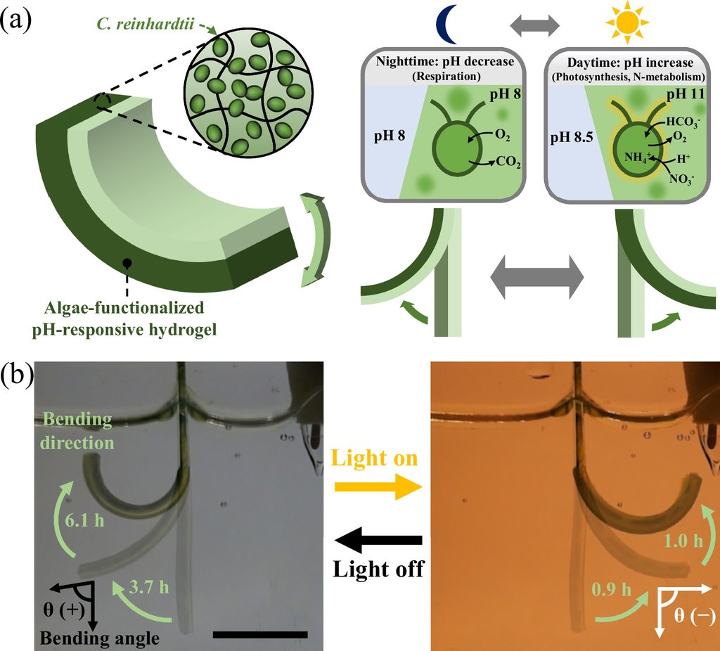 A schematic of the light-driven mechanism beside superimposed photographs of a bending green strip at three stages in darkness and three stages under light, with a 1.0 cm scale bar.