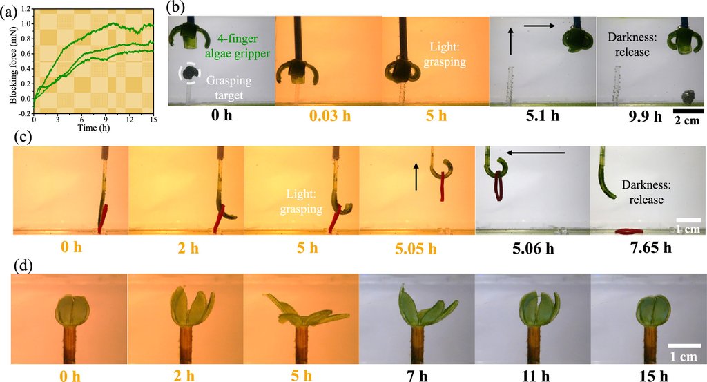 Four figure panels: a four-finger algae gripper grasping a hollow metal ball, a green strip lifting a rubber ring, a flower-shaped actuator opening and closing, and a plot of blocking force rising over 15 hours of light.