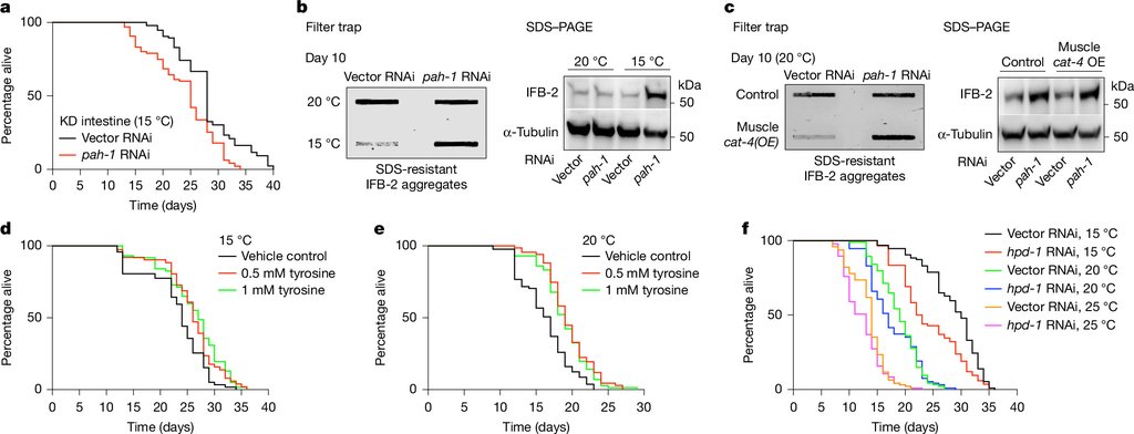 Research figure with survival curves for worms fed tyrosine at 15 °C and 20 °C, and filter-trap blots of intestinal IFB-2 protein aggregates.