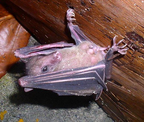 A common rousette splayed against a wooden beam, both wings spread and the clawed thumbs gripping the wood.