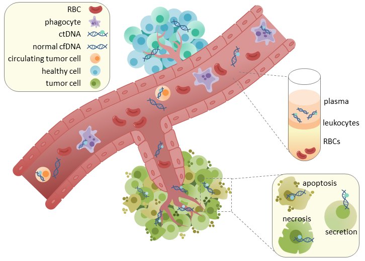 Diagram of a blood vessel running past a tumor, with tumor DNA fragments among the blood cells and a sample tube showing the plasma layer.