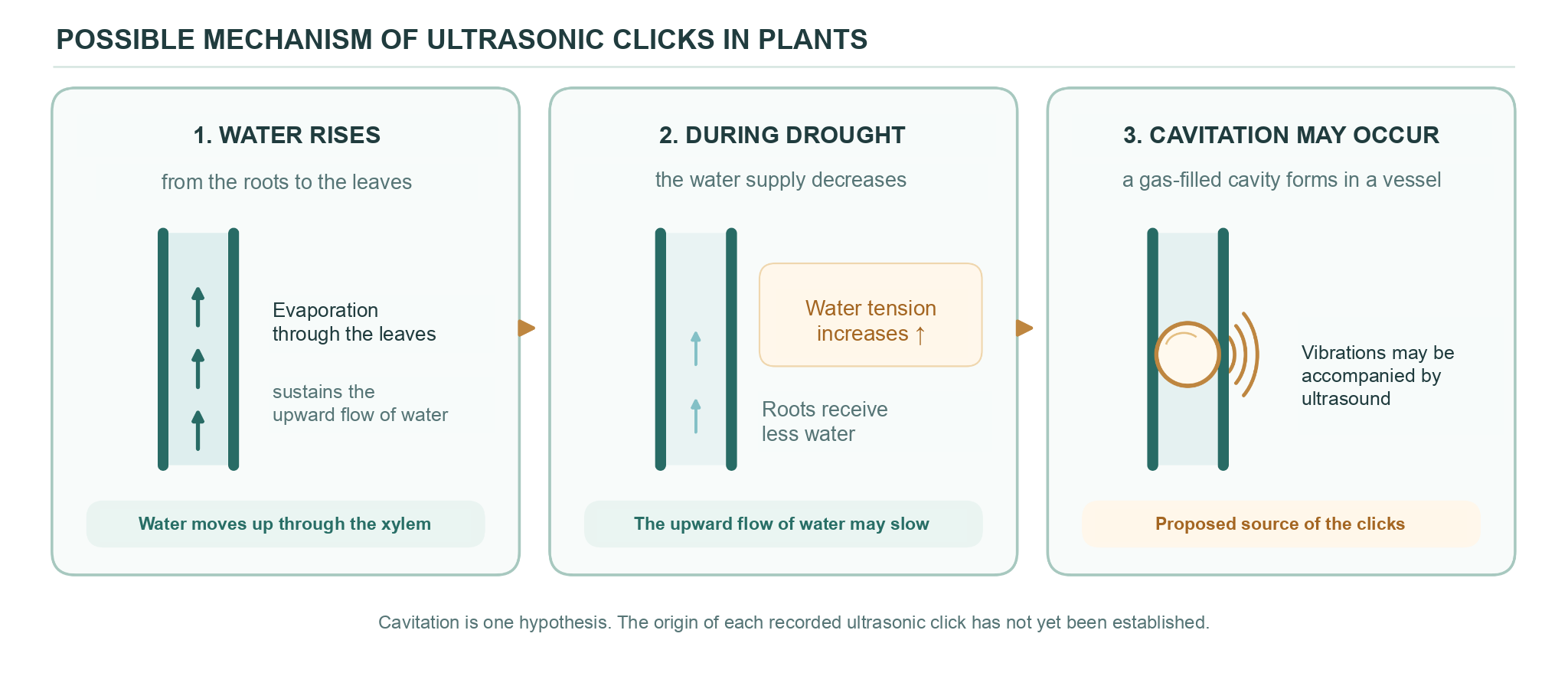 A three-panel diagram: water rising through a plant vessel, water tension increasing during drought, and a gas bubble forming in the vessel with sound waves spreading from it.