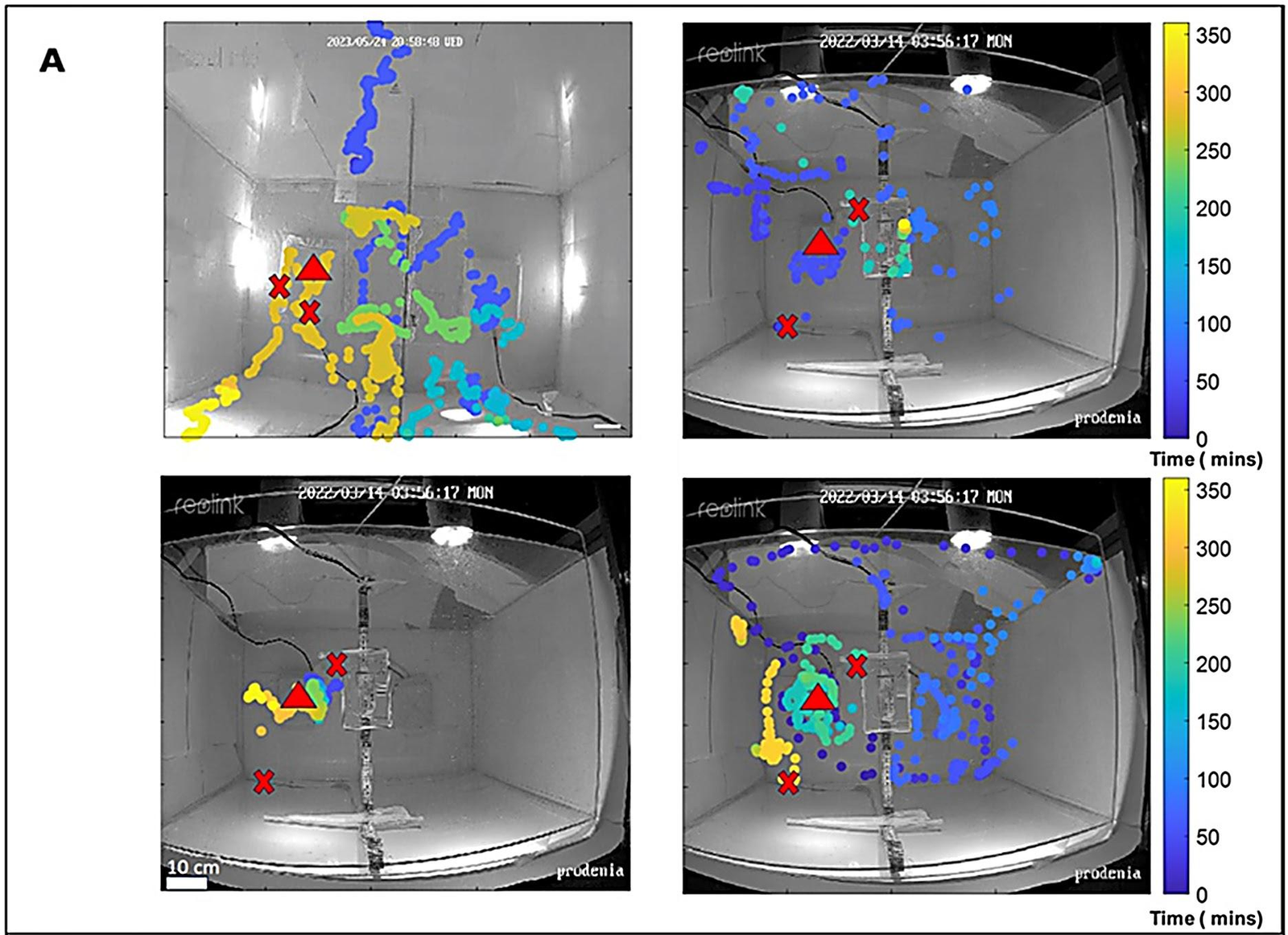 Four camera views of an arena, each overlaid with colored dots tracing a moth’s path and red marks showing egg clusters.