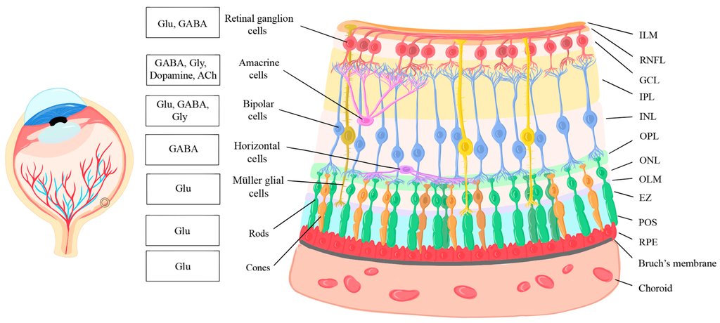 Labeled illustration of the layers of the retina, with rods and cones at the back, their outer segments abutting the retinal pigment epithelium and Bruch's membrane.