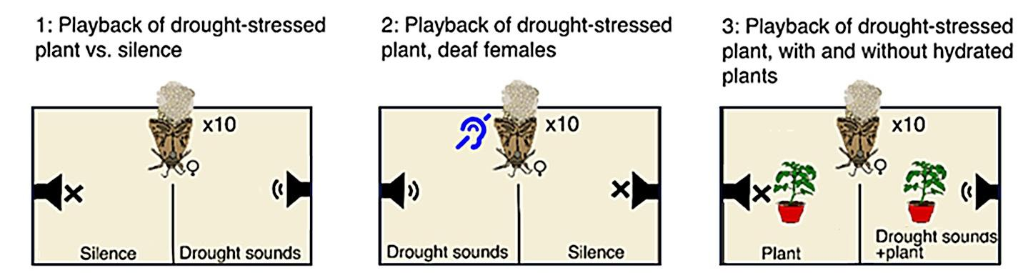 Three labeled diagrams of a divided arena, each showing a moth, speakers on both sides and, in the third, a tomato plant on each side.
