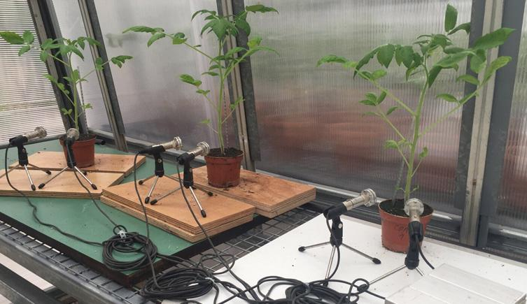 Potted tomato plants on a greenhouse bench with small microphones mounted on stands beside them.