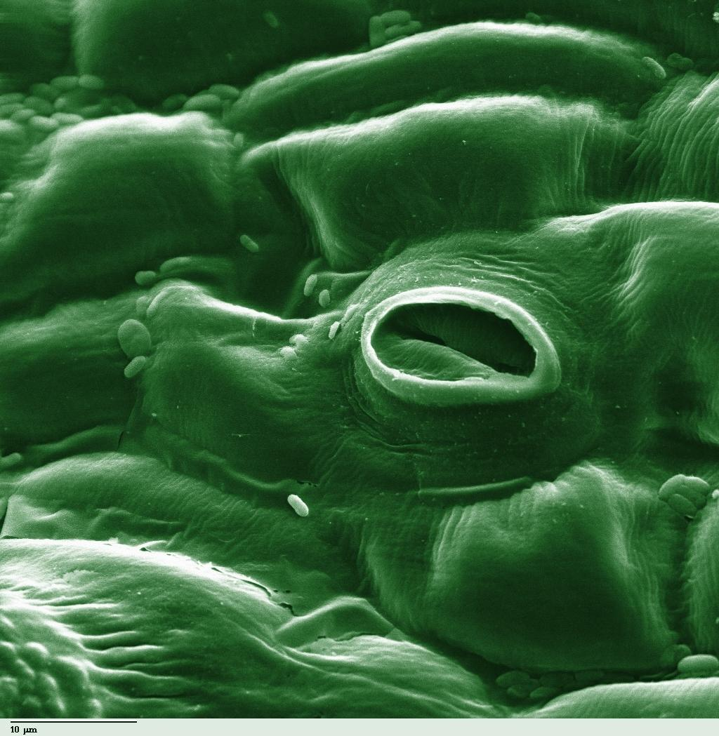 A colorized electron micrograph of a tomato leaf surface showing one pore flanked by two curved guard cells.