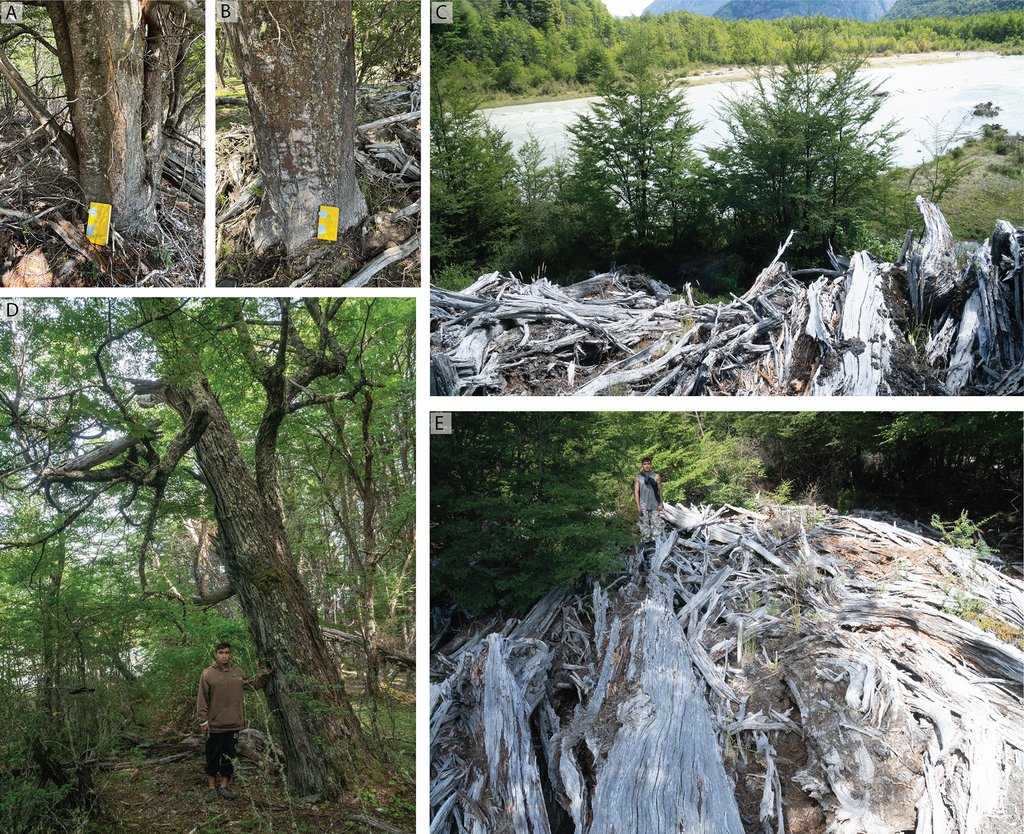 A five panel photo plate: bark scars on two tree trunks measured with yellow tapes, bleached driftwood heaped on a riverbank, and a person standing beside a large southern beech.