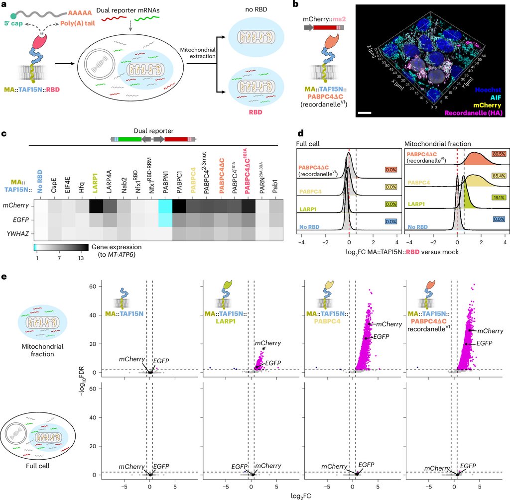 A three-dimensional reconstruction of a cultured human cell shows the synthetic organelle in magenta wrapped around mitochondria in cyan, with charts beside it comparing how many transcripts each version of the design collected.