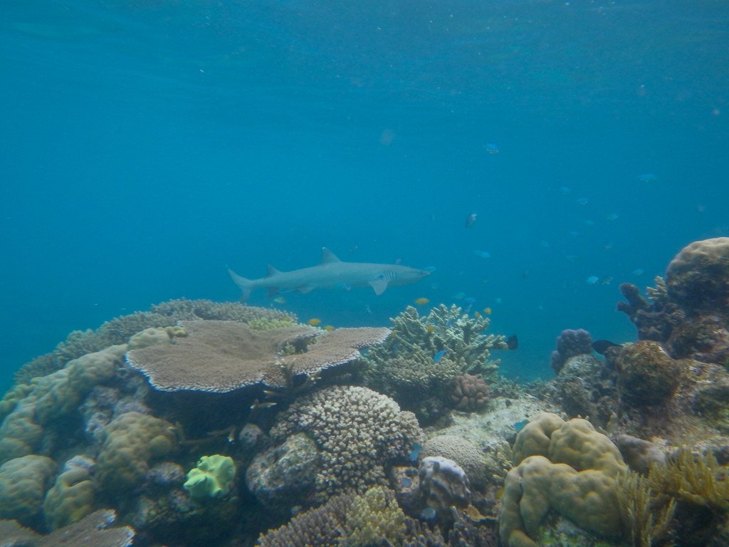 A whitetip reef shark swims above a shallow coral reef crowded with small fish.